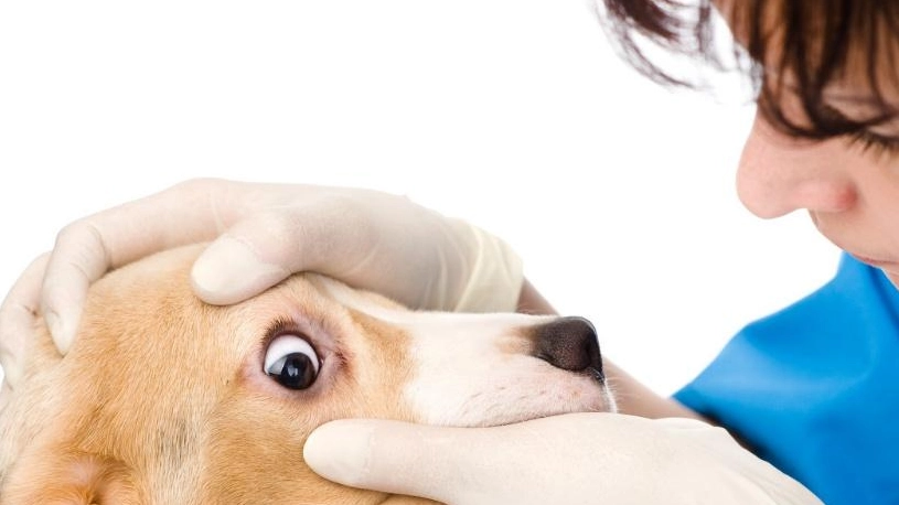 角膜潰瘍 狗 角膜潰瘍 狗