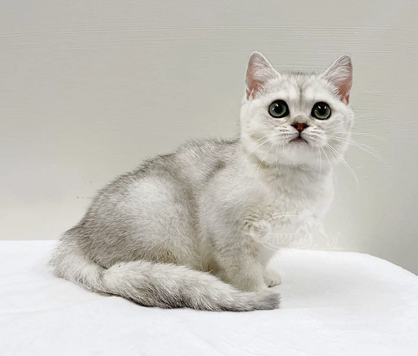 英國短毛貓領養