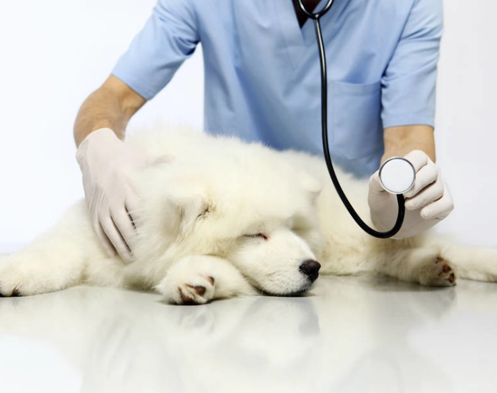 狗狗咳嗽喘不過氣 狗狗咳嗽喘不過氣