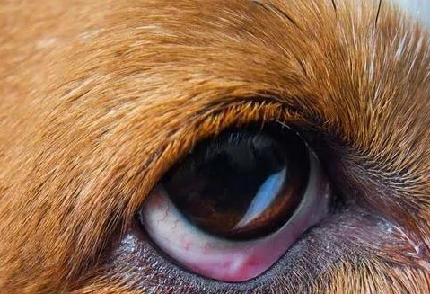 狗狗眼睛潰瘍 狗狗眼睛潰瘍