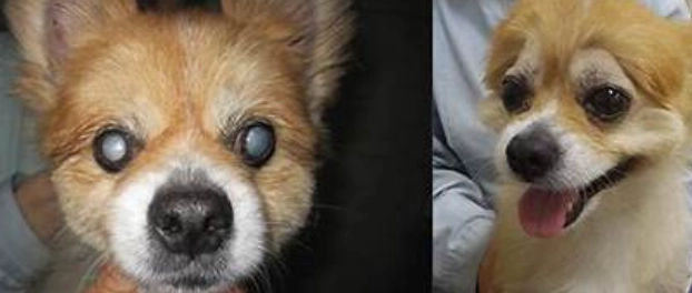 角膜潰瘍 狗 角膜潰瘍 狗