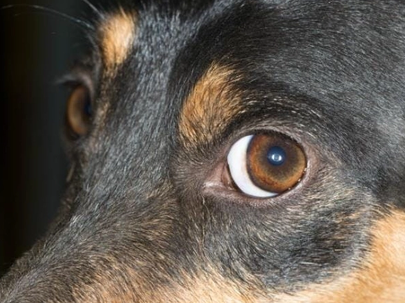 狗狗眼睛潰瘍 狗狗眼睛潰瘍