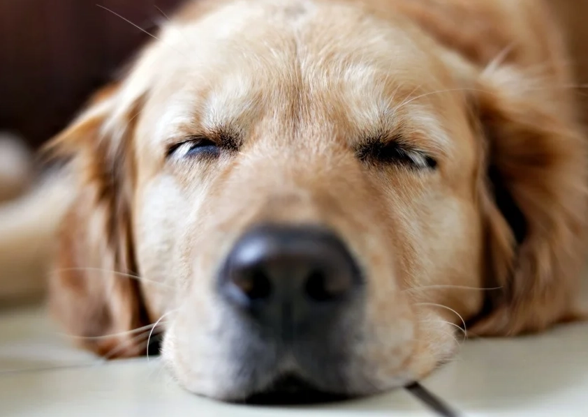 狗狗臨終前呼吸急促怎麼辦？獸醫教你辨識徵兆與舒緩方法