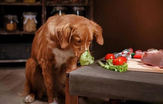 狗狗食物安全 狗狗食物安全