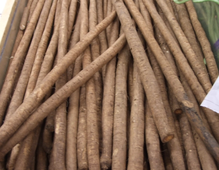 牛蒡料理 牛蒡料理