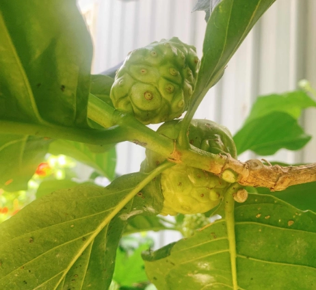 諾麗果酵素推薦