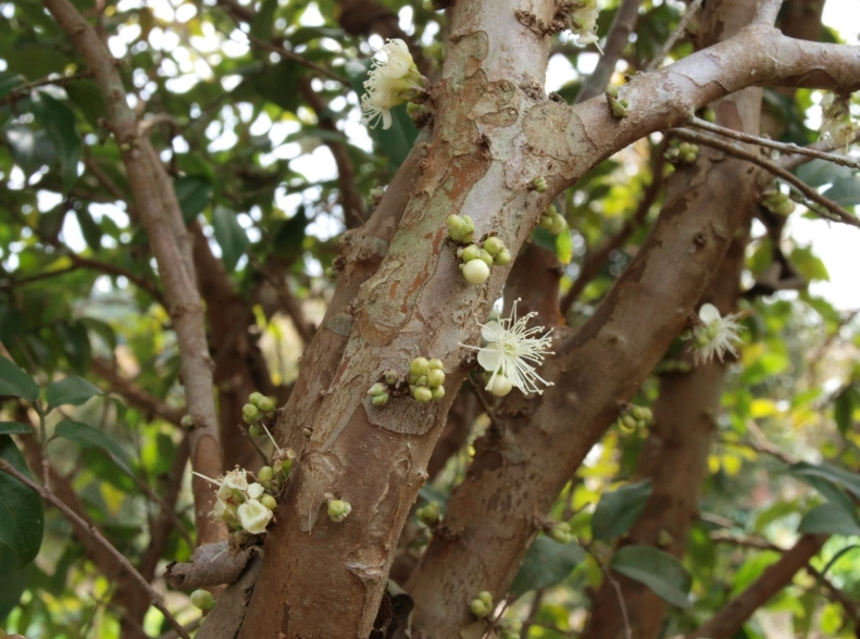 樹葡萄開花時間