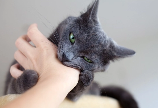 纠正猫咪咬人 纠正猫咪咬人