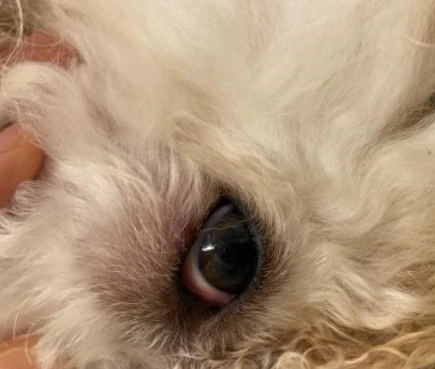 狗狗眼藥水推薦 狗狗眼藥水推薦