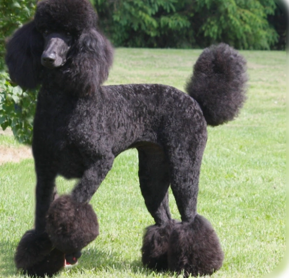 寵物急救步驟 寵物急救步驟