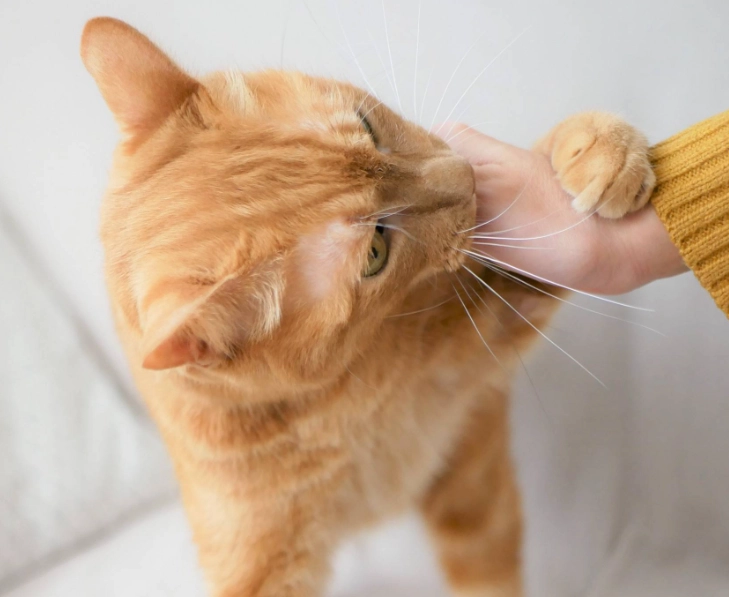 纠正猫咪咬人 纠正猫咪咬人