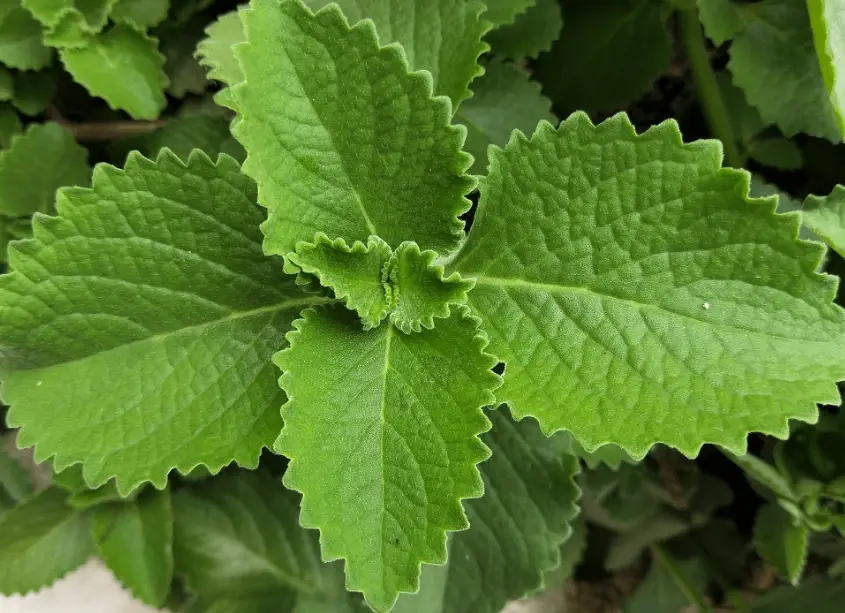 左手香料理