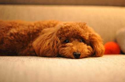 狗吐血處理 狗吐血處理