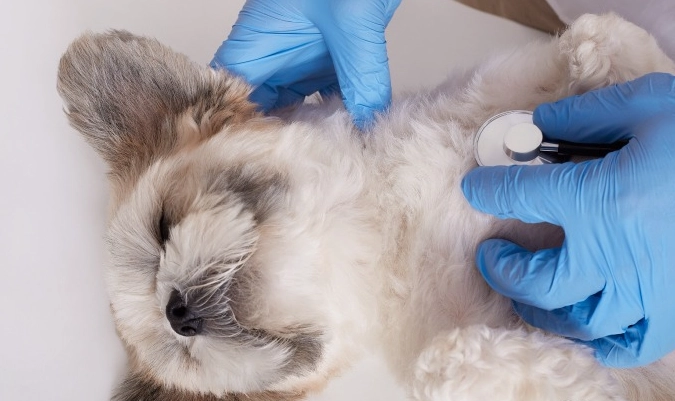 肺積水治療費用 肺積水治療費用