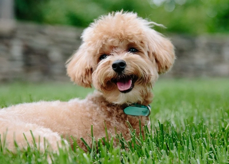 寵物急救步驟 寵物急救步驟
