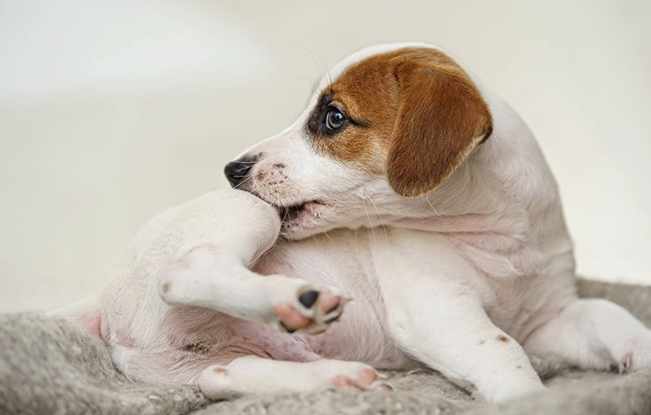 狗狗皮膚過敏症狀