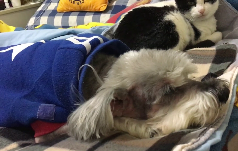 狗狗肺積水咳嗽怎麼辦？獸醫教你辨識症狀與緊急處理方法