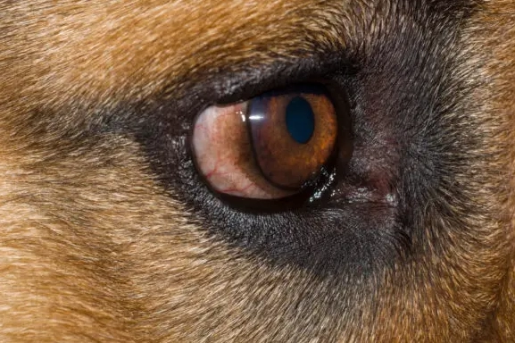 狗眼睛紅腫