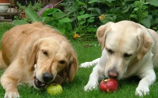 馬鈴薯對狗有害 馬鈴薯對狗有害