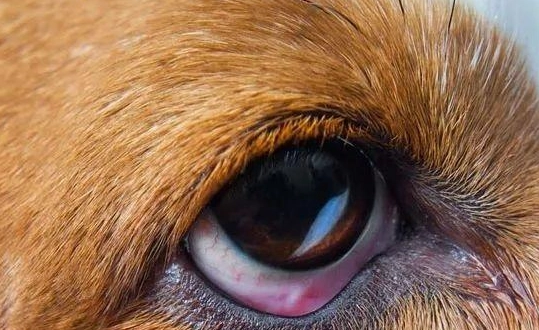 狗狗眼皮紅腫原因 狗狗眼皮紅腫原因