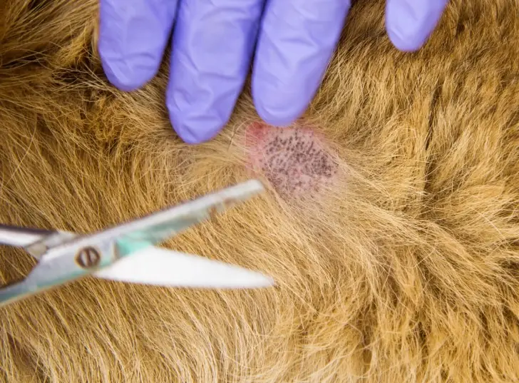 狗狗皮膚過敏症狀