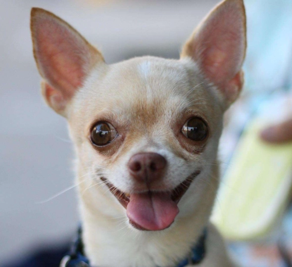 吉娃娃行為問題 吉娃娃行為問題