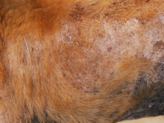 狗狗皮膚過敏症狀