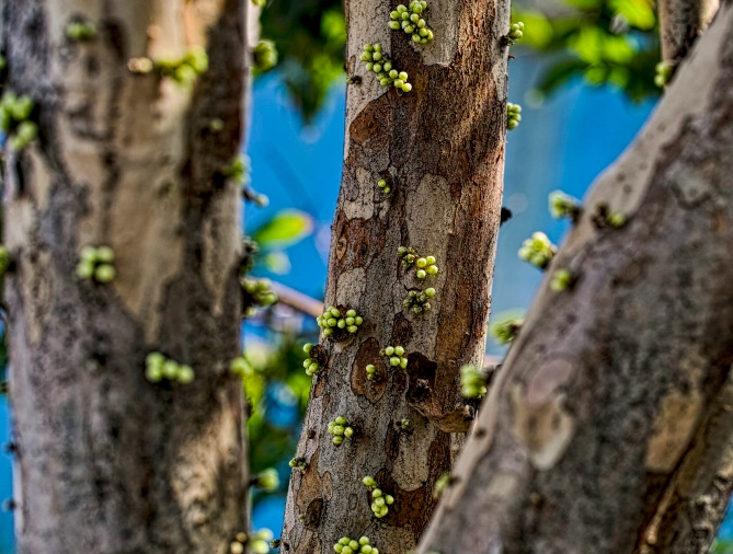 樹葡萄開花時間