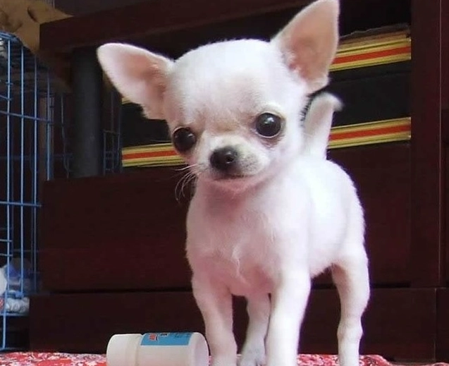 吉娃娃為什麼那麼兇？行為成因與訓練全攻略