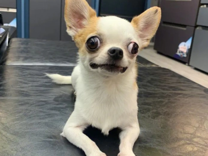 吉娃娃個性大解密：飼養前必讀的10個真實面貌與應對指南