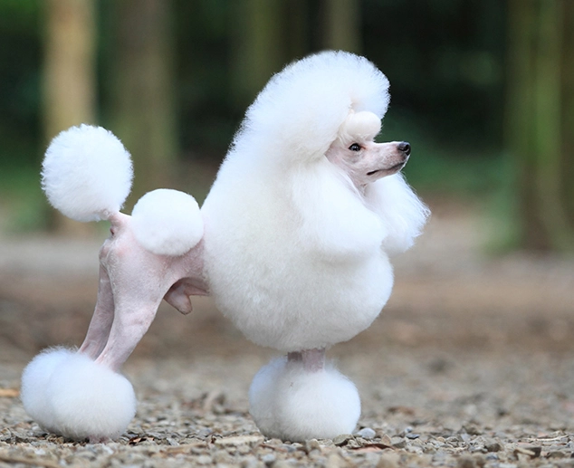 狗吐血處理 狗吐血處理