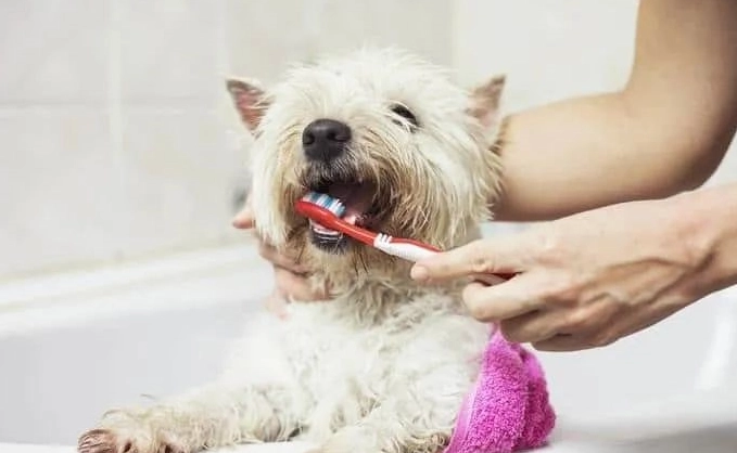 狗狗蛀牙怎麼辦？獸醫親授預防與治療全攻略