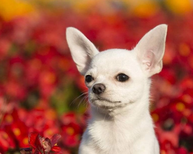 吉娃娃兇 吉娃娃兇