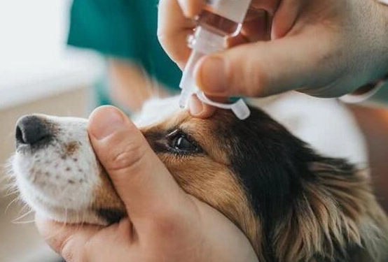 狗狗角膜潰瘍怎麼辦？完整恢復指南與居家照護重點