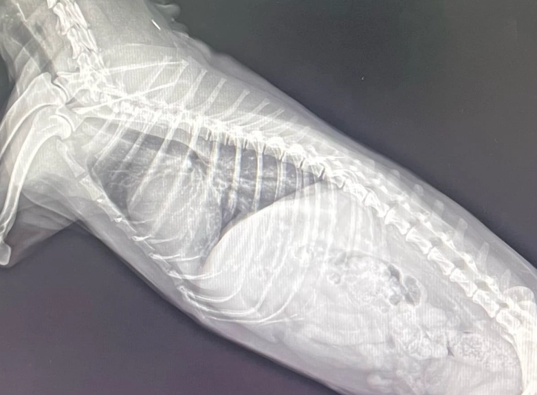 狗狗咳嗽喘不過氣 狗狗咳嗽喘不過氣