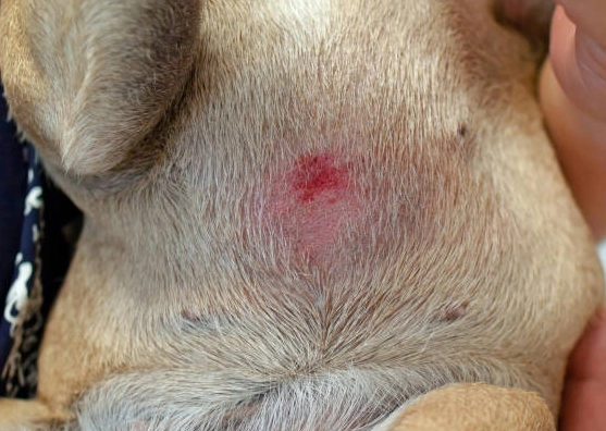狗皮膚濕疹