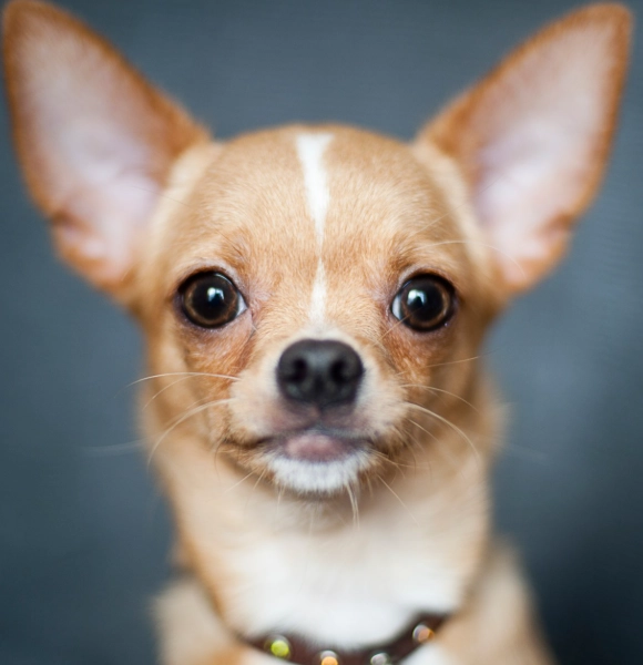 吉娃娃飼養注意事項
