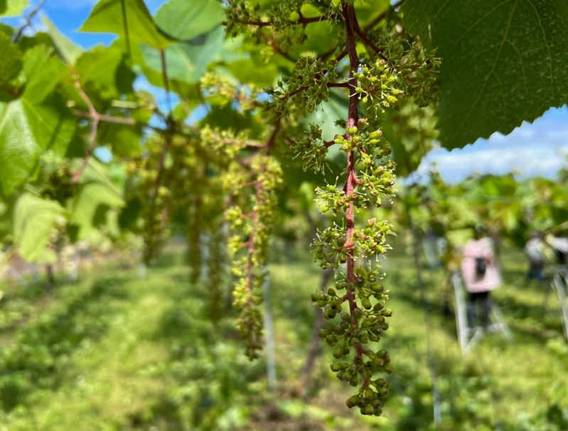 樹葡萄要開花的徵兆全解析：資深園丁親授判斷花期實用指南