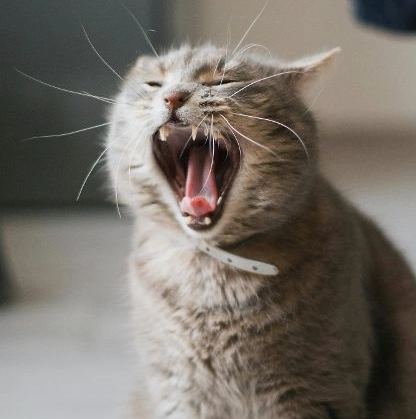 貓叫聲溝通全攻略：解讀貓咪叫聲的喜怒哀樂