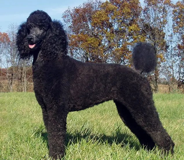 狗吐血處理 狗吐血處理