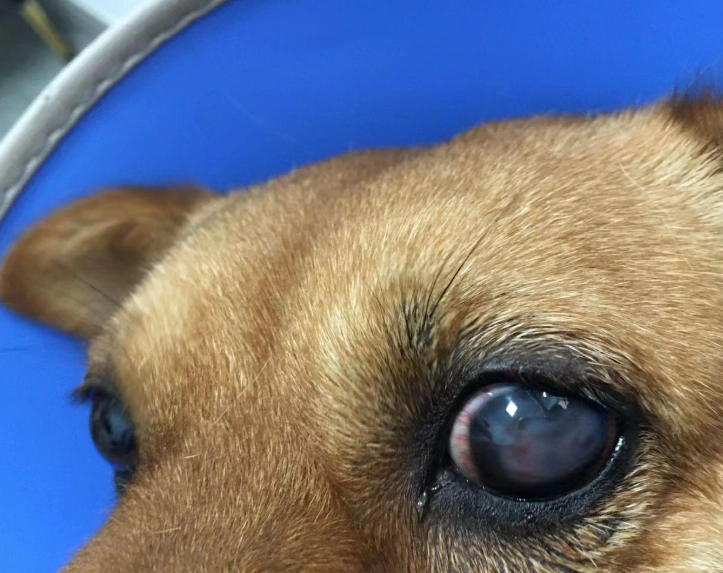 狗角膜潰瘍 狗角膜潰瘍