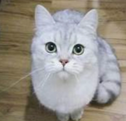 英國短毛貓領養