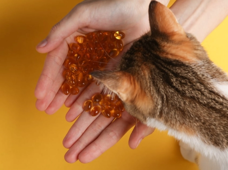 貓咪魚油怎麼餵？獸醫親授完整指南，避開新手常見餵食地雷