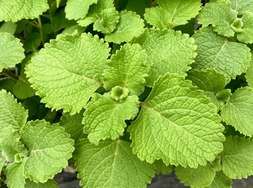 左手香种植