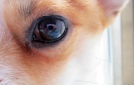 狗狗眼皮紅腫原因 狗狗眼皮紅腫原因