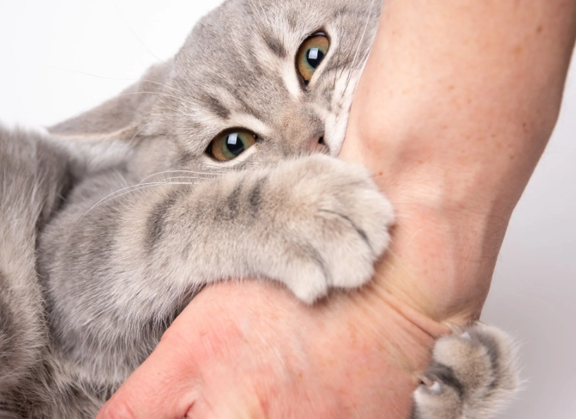 小猫咬人训练 小猫咬人训练