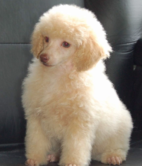 寵物急救步驟 寵物急救步驟