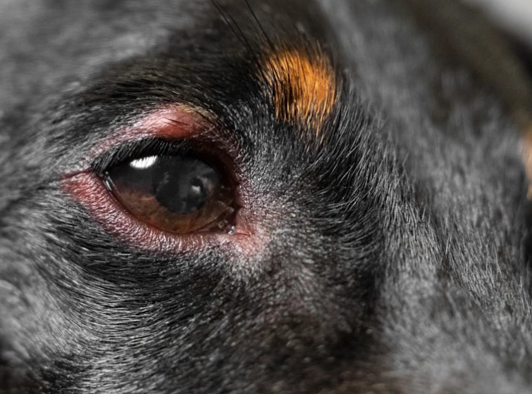 狗眼睛紅腫