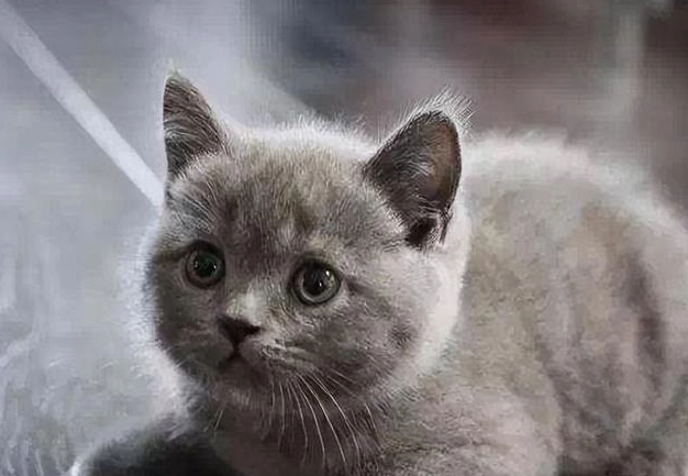 英短藍貓購買 英短藍貓購買