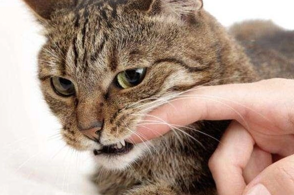 貓咪咬人很大力怎麼辦？獸醫行為師教你破解貓咪攻擊行為